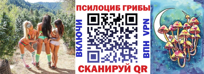Псилоцибиновые грибы Psilocybe  Николаевск-на-Амуре 